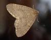Operophtera sp.